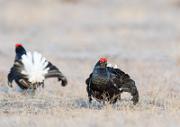 Birkhahnbalz - Black Grouse Courtship
